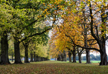 autumn trees in the  park