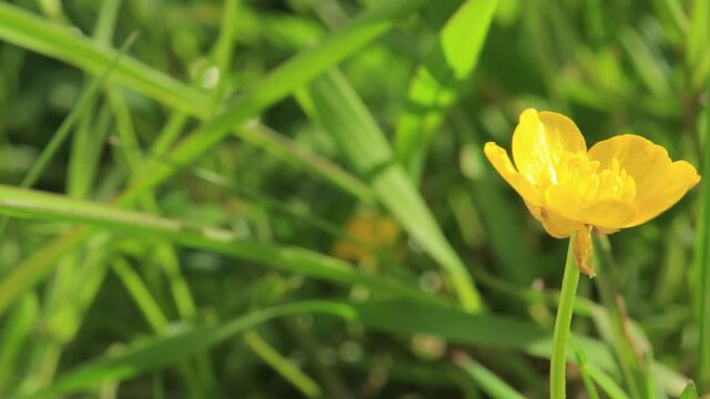 Yellow flowers and green leaves in the garden on a summer day