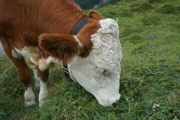 Cow grazing in the grass