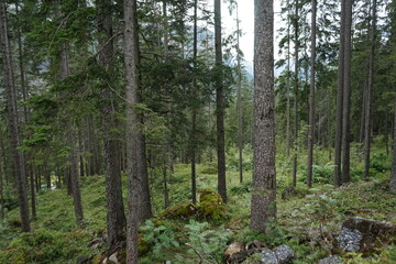 Fototapeta premium forest in the forest