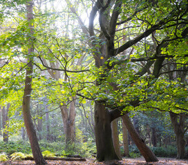 trees in the park