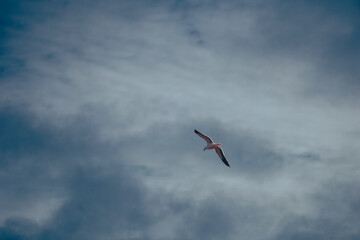 seagull in the sky