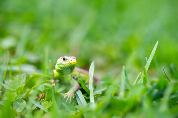 Small green lizard hiding in the grass
