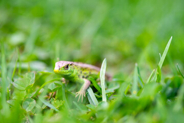 Small green lizard hiding in the grass