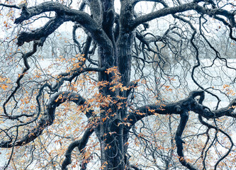autumn tree branches 