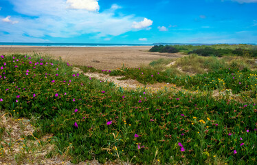 Meadows near the coast