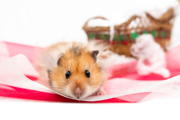 hamster with red and white ribbon and Christmas sleigh