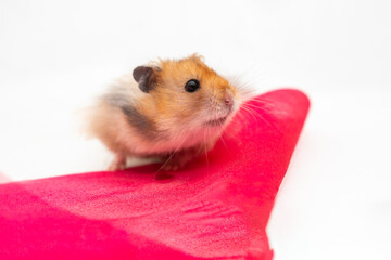 hamster with holiday red ribbon
