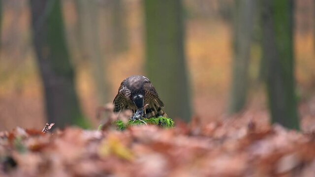 The Eurasian sparrowhawk (Accipiter nisus) standing on a tree stump and eating its prey. Slow motion. Shallow depth of field, autumn dark forest.
