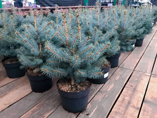 Small seedlings of blue spruce trees in pots, wooden floor, Christmas sale, festive backgrounds