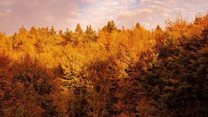 Piekno natury  oraz złocistej pory dnia podczas jesieni