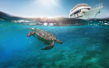 Turtle animal. Underwater sea background.