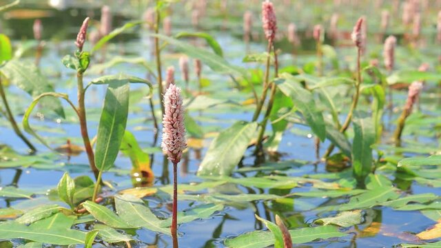 Pink Persicaria flowers on the water in a pond on a summer day