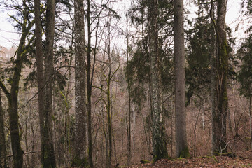 Fototapeta premium View of pristine forest in early winter