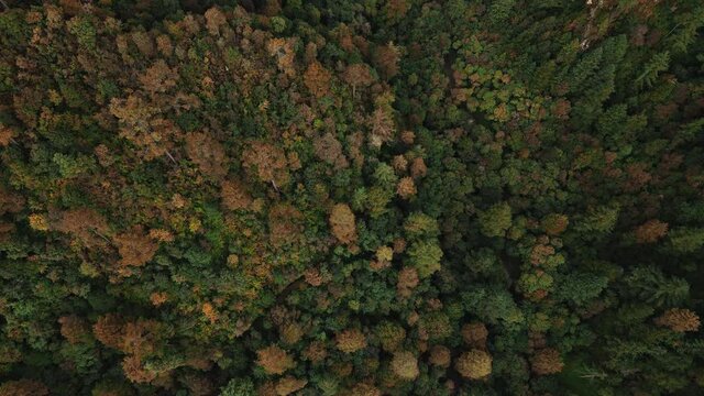 Bosque de Ajusco cerca de la Ciudad de M&eacute;xico en oto&ntilde;o