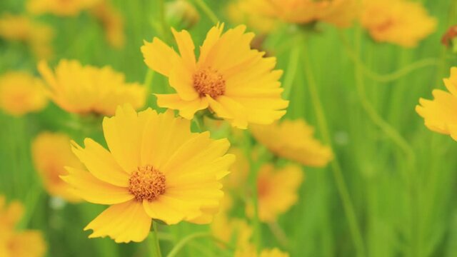 Yellow flowers and green leaves in the garden on a summer day