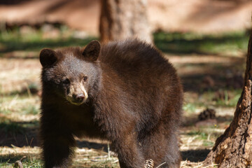Fototapeta premium brown bear in the Arizona woods 