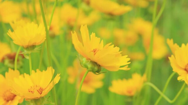 Yellow flowers and green leaves in the garden on a summer day