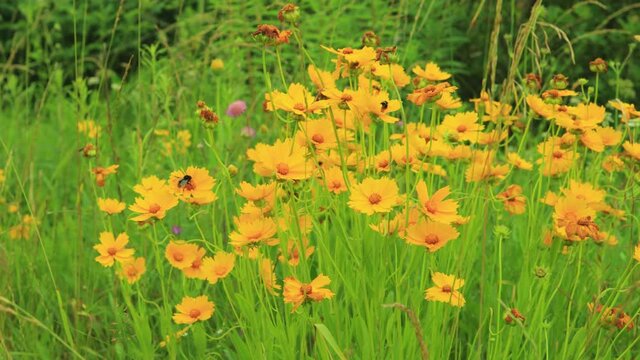 Yellow flowers and green leaves in the garden on a summer day