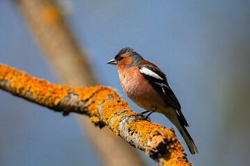 Common chaffinch-Songbird of the finch family.
