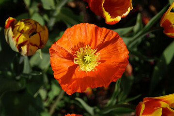 rot-oranger Mohn auf Insel Mainau