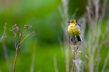 The citrine wagtail (Motacilla citreola) is a small songbird in the family Motacillidae.