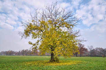 Lonely beautiful tree with the last golden leaves on a meadow around