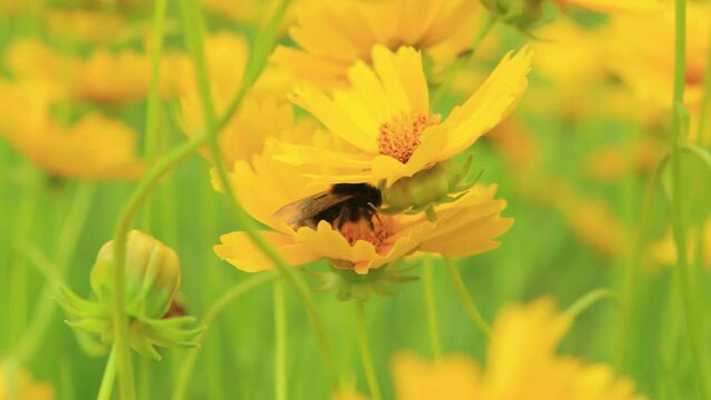 Yellow flowers and green leaves in the garden on a summer day