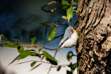 The Eurasian nuthatch on a branch. Birds of Central Russia.
