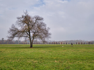 Lonely beautiful tree with the last golden leaves on a meadow around