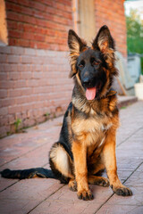 A German Shepherd puppy named Jack