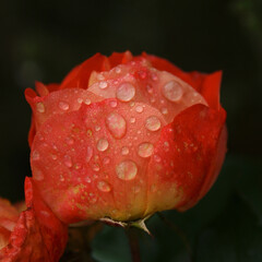 verregnete orange Rose