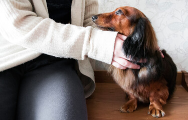 Someone hugs and strokes a long-haired red-haired black dachshund. Dog looks faithfully at the owner