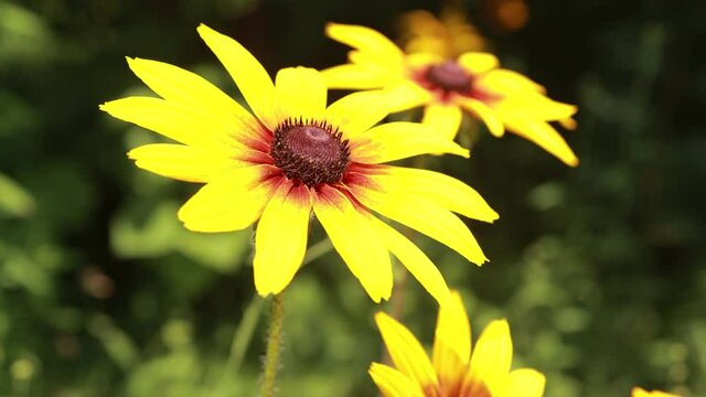 Yellow and red flowers in the park on a summer day
