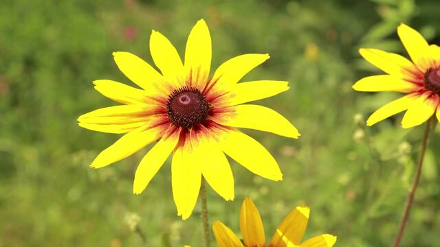 Yellow and red flowers in the park on a summer day