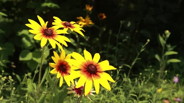 Yellow and red flowers in the park on a summer day