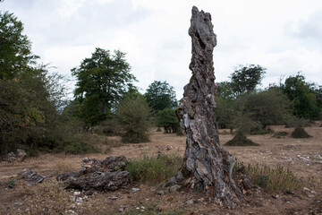dry log in the mountain