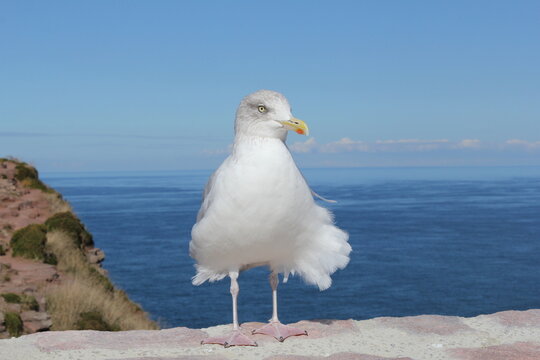 a white seagull sits at the french coast in normandy in front of the sea and its feathers are fluttering gracefully in the wind