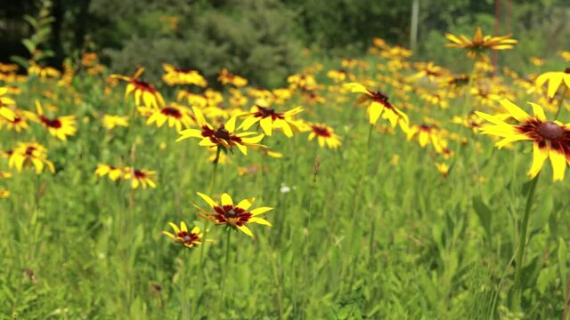 Yellow and red flowers in the park on a summer day