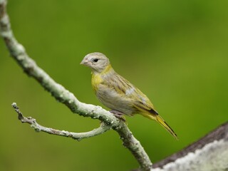 The saffron finch (Sicalis flaveola) is a tanager from South America that is common in open and semi-open areas in lowlands outside the Amazon Basin.