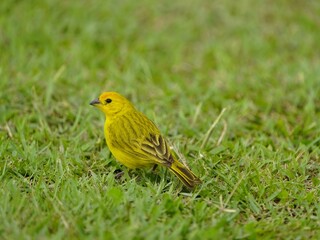 The saffron finch (Sicalis flaveola) is a tanager from South America that is common in open and semi-open areas in lowlands outside the Amazon Basin.