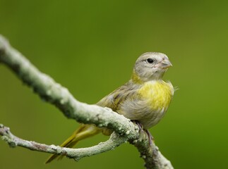 The saffron finch (Sicalis flaveola) is a tanager from South America that is common in open and semi-open areas in lowlands outside the Amazon Basin.
