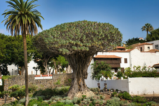 Drago milenario de Icod De Los Vinos, Tenerife.
