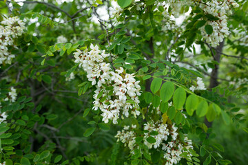 Naklejka premium Beautiful white flowering inflorescences of acacia on the branches