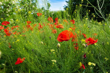 Wild meadow with flowers of red poppy and grass