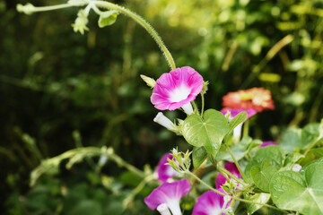 Fototapeta premium bindweed blooms in the garden in soft sunlight