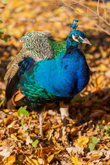 Obraz premium Portrait of a colorful peacock bird head. The peacock has a crown on his head.
