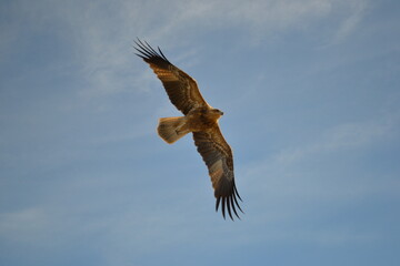 Fototapeta premium eagle in flight