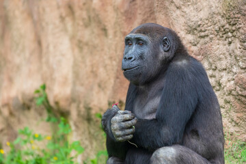 Gorilla - Portrait of an adult female in the wild.