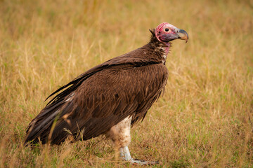 lappet faced vulture from masai mara Kenya